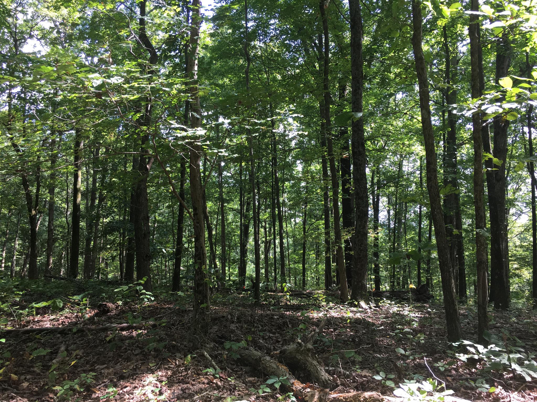 1158 Dora Whitley Road Franklin, TN 37069 - Photo 5 of 19 a big yard with lots of green space and trees