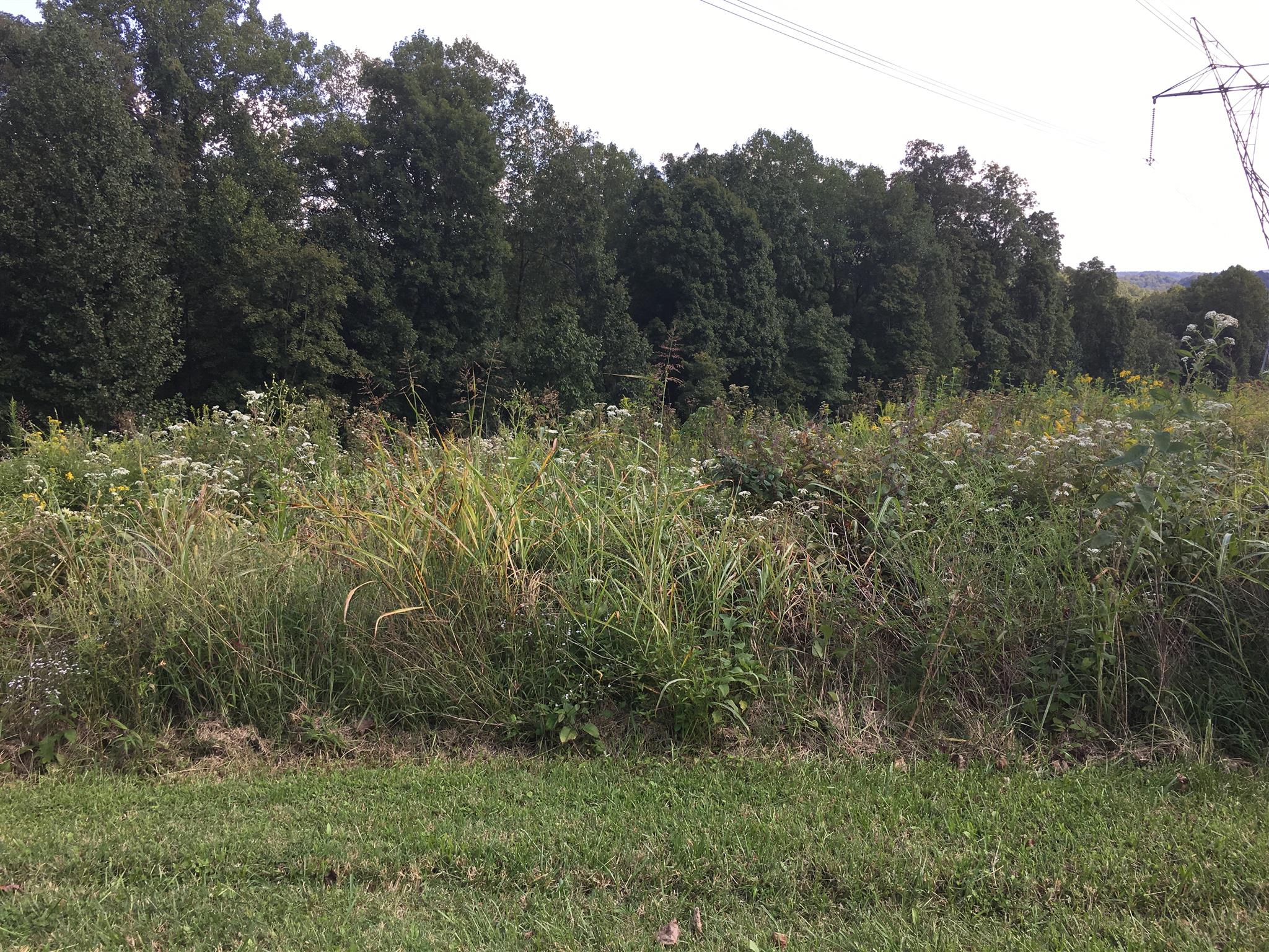 1158 Dora Whitley Road Franklin, TN 37069 - Photo 7 of 19 a view of a lush green forest with large trees
