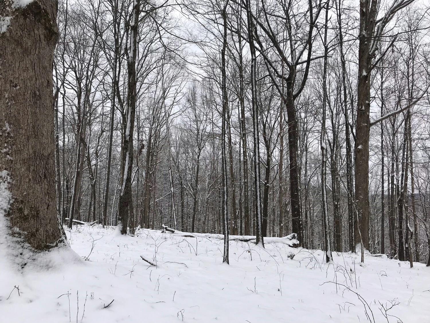 1158 Dora Whitley Road Franklin, TN 37069 - Photo 10 of 19 a view of a covered with snow