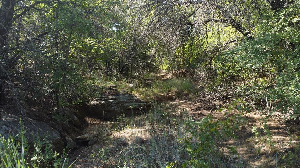 1685 Rocky Mound Road Graham, TX 76450 - Photo 7 of 39 a view of a forest with lots of trees