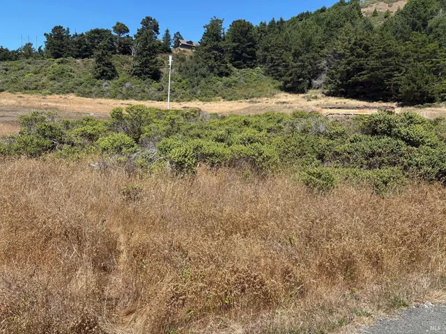 a view of a forest with trees in the background