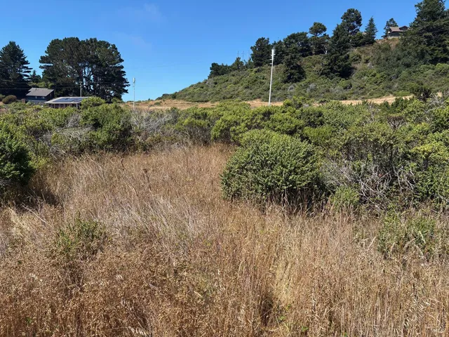 a view of a dry yard with green space