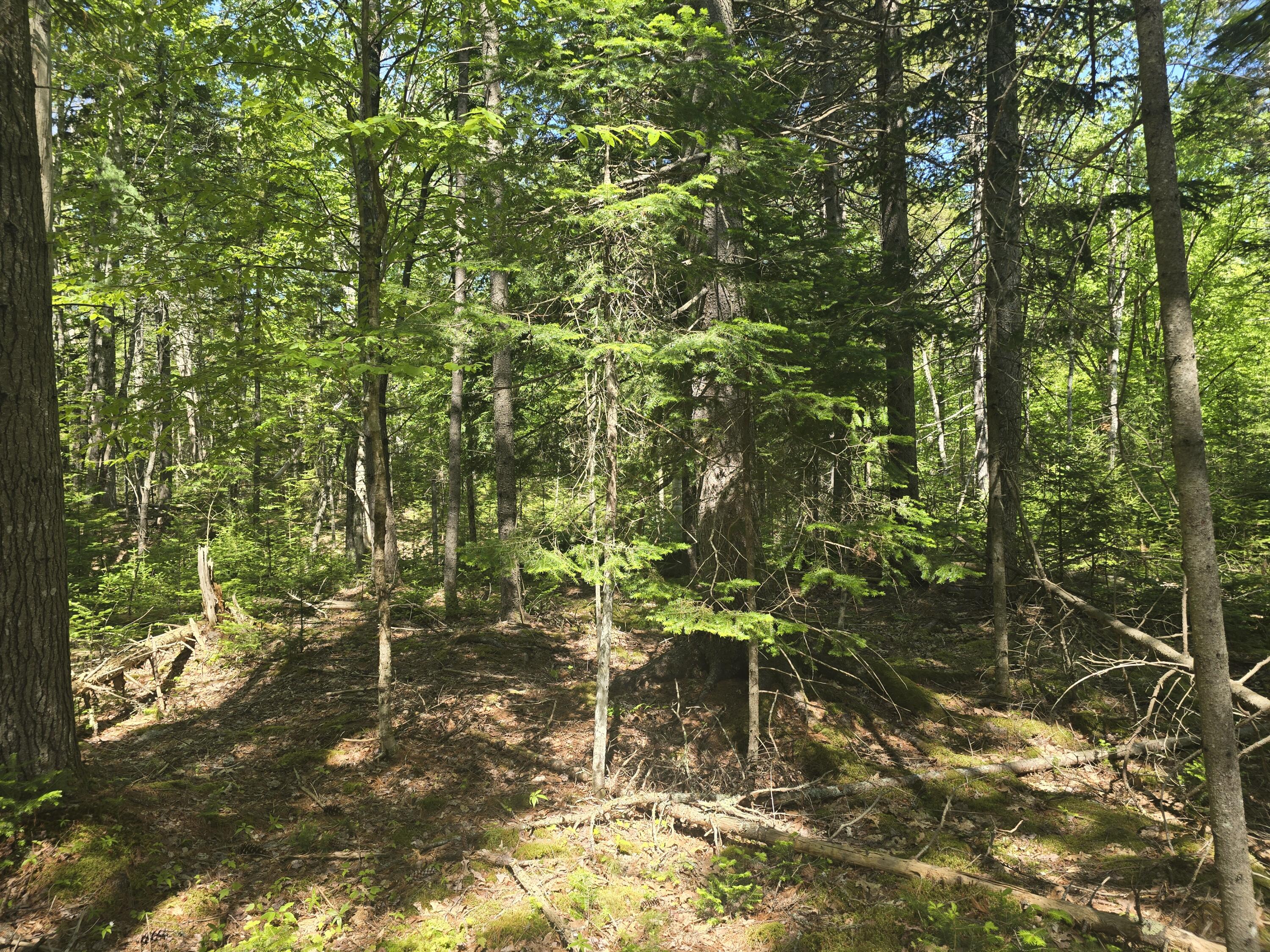0 Boothbay Road Edgecomb, ME 04556 - Photo 5 of 20 20260603_103043