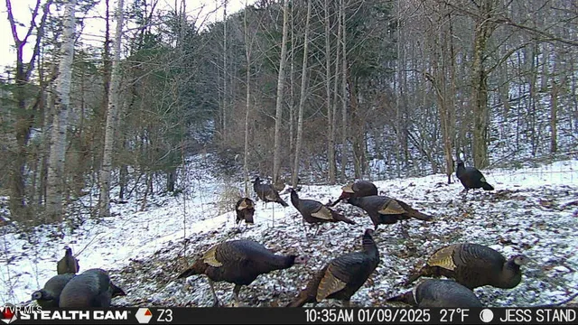 $179,000 | 1297 Dry Creek Road, Blackwater, VA 24221