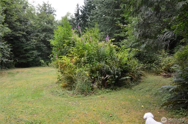 a view of a lush green forest