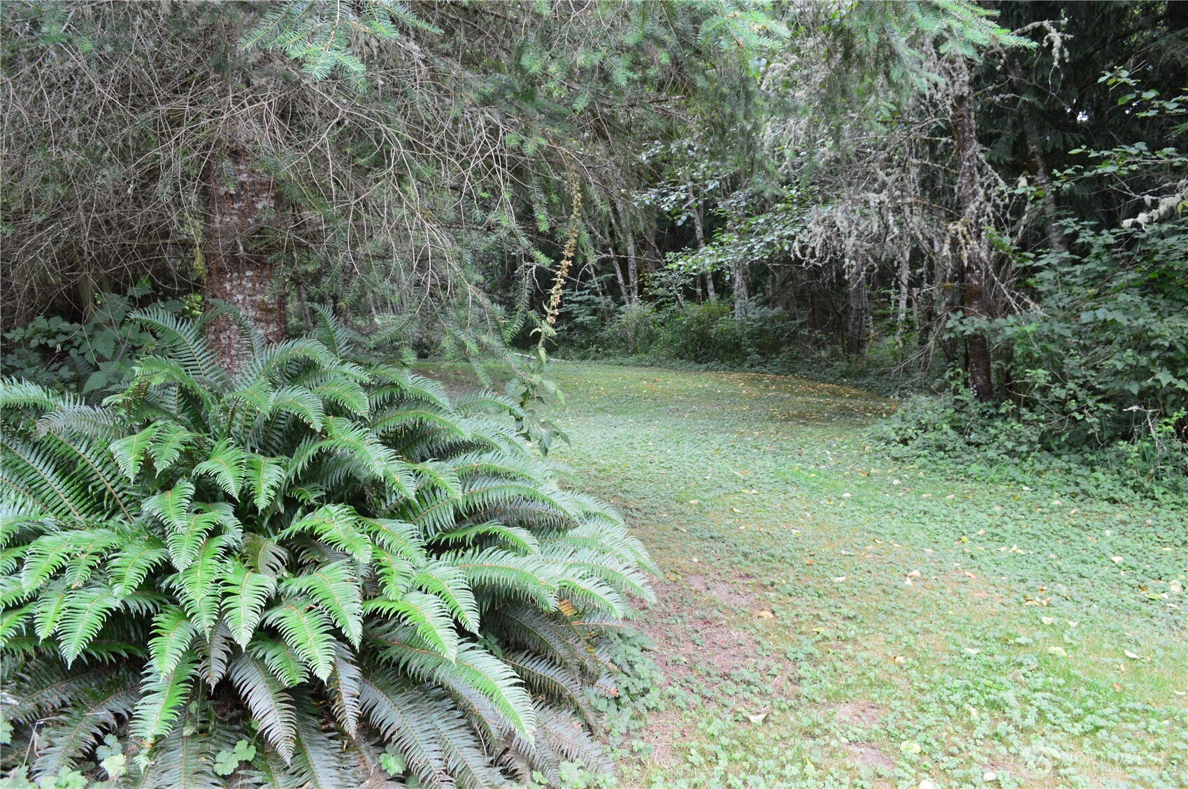 954 Kingsview Lane Sedro-Woolley, WA 98284 - Photo 24 of 40 a view of a lush green forest