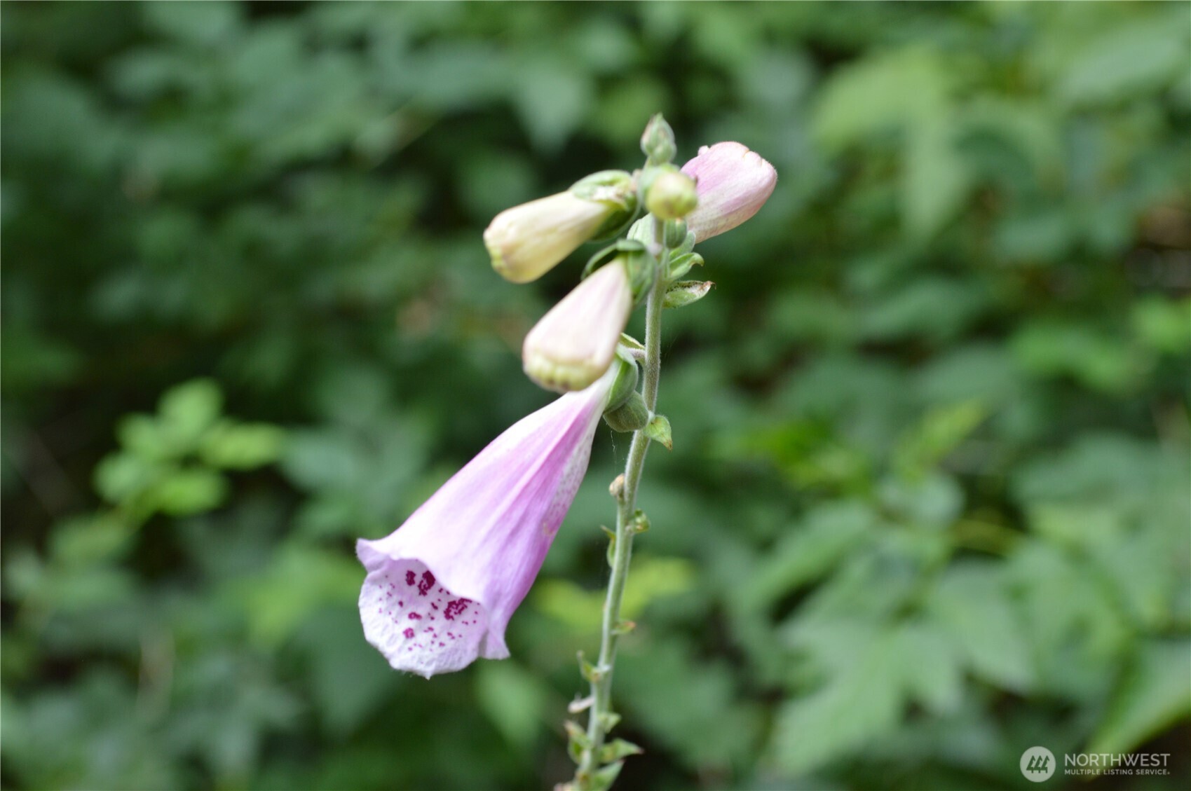 954 Kingsview Lane Sedro-Woolley, WA 98284 - Photo 26 of 40 a close up of a white flower