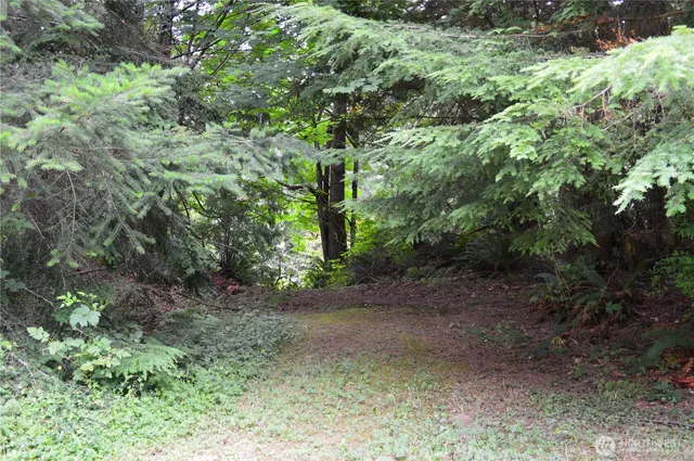 a close up of a plant in a yard