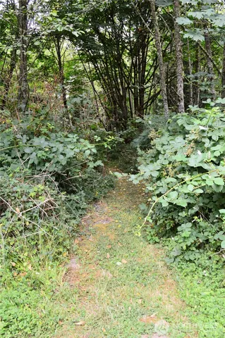 a view of a yard with a tree