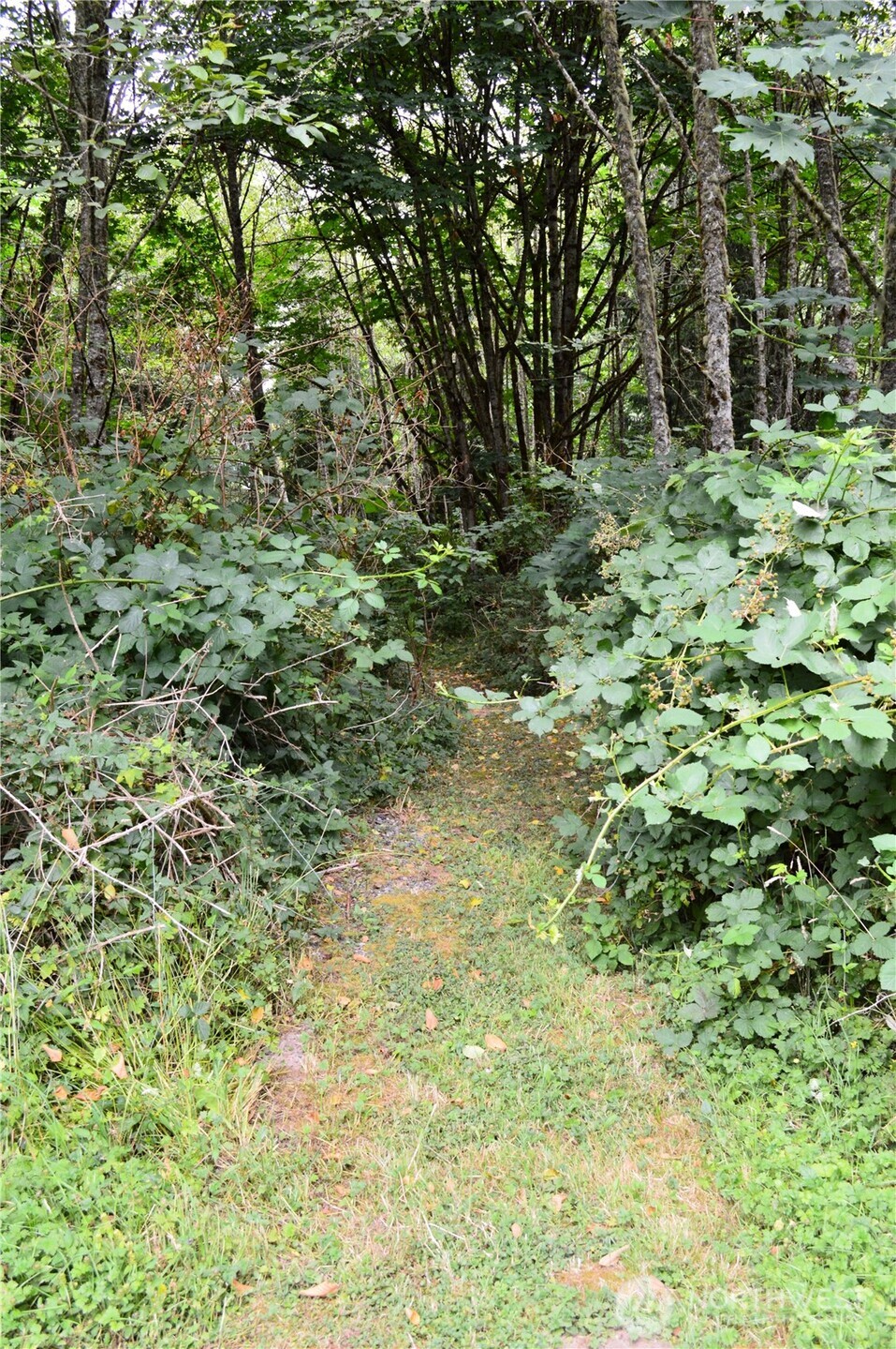 954 Kingsview Lane Sedro-Woolley, WA 98284 - Photo 30 of 40 a close up of a plant in a yard