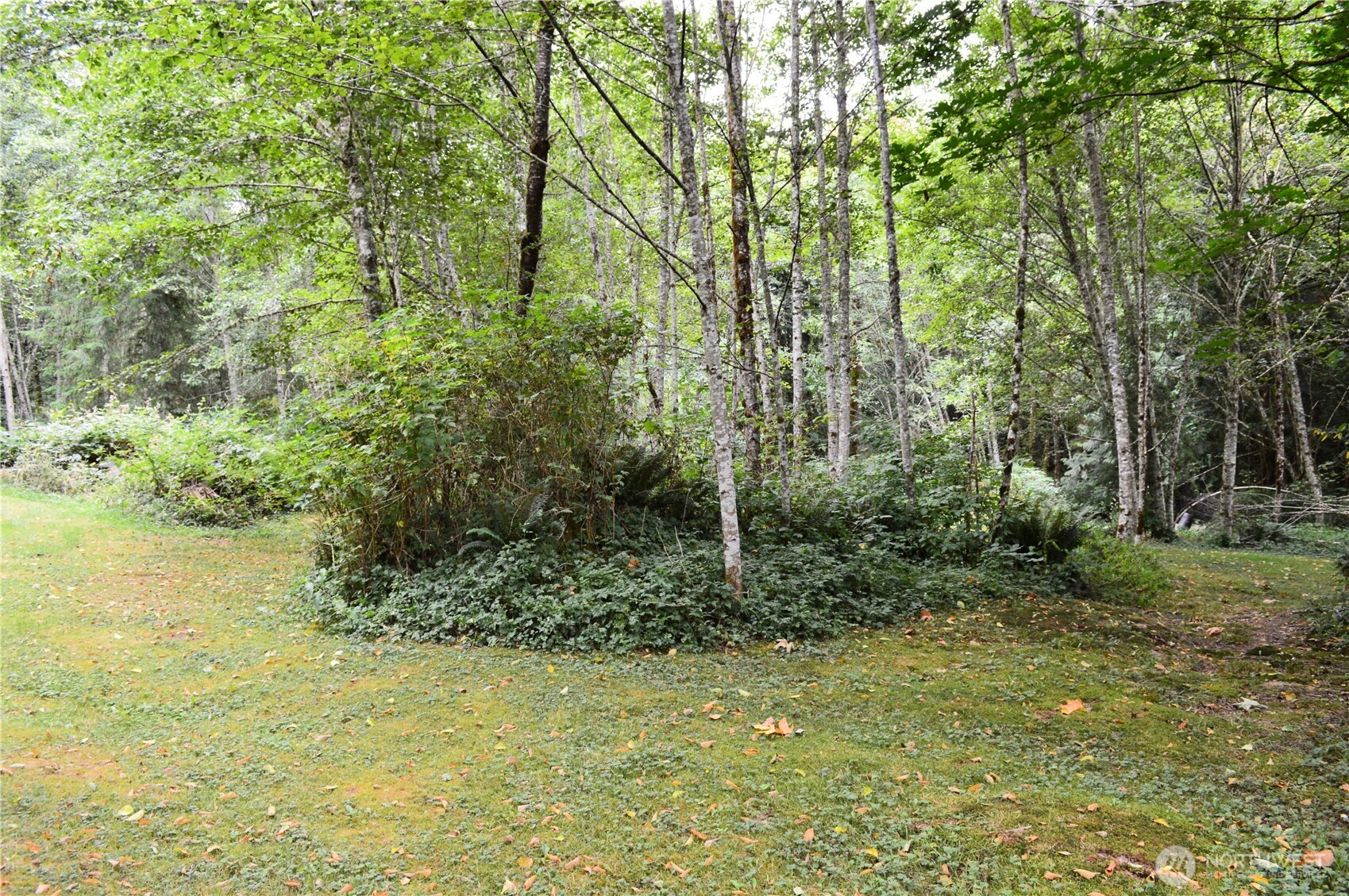 954 Kingsview Lane Sedro-Woolley, WA 98284 - Photo 9 of 40 a view of a garden with plants and large trees