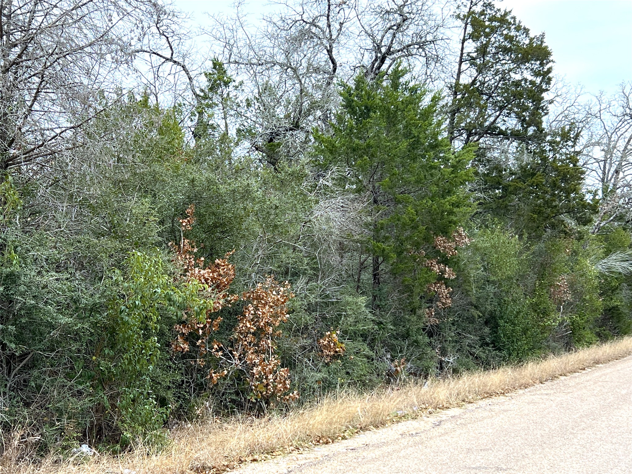 0 B J B J Mayes Road Bastrop, TX 78602 - Photo 13 of 32 a view of a yard covered with trees