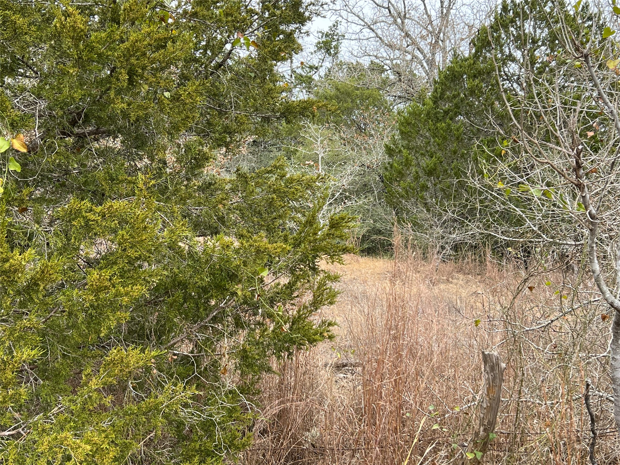 0 B J B J Mayes Road Bastrop, TX 78602 - Photo 19 of 32 a view of a forest with a tree