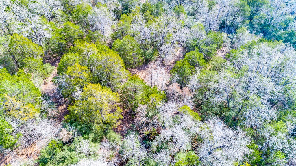 0 B J B J Mayes Road Bastrop, TX 78602 - Photo 21 of 32 a plant view