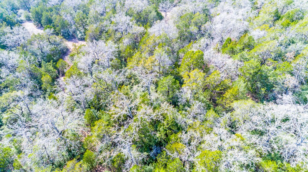 0 B J B J Mayes Road Bastrop, TX 78602 - Photo 26 of 32 a view of a plant with a tree