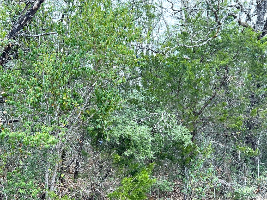 0 B J B J Mayes Road Bastrop, TX 78602 - Photo 30 of 32 a view of a lush green forest