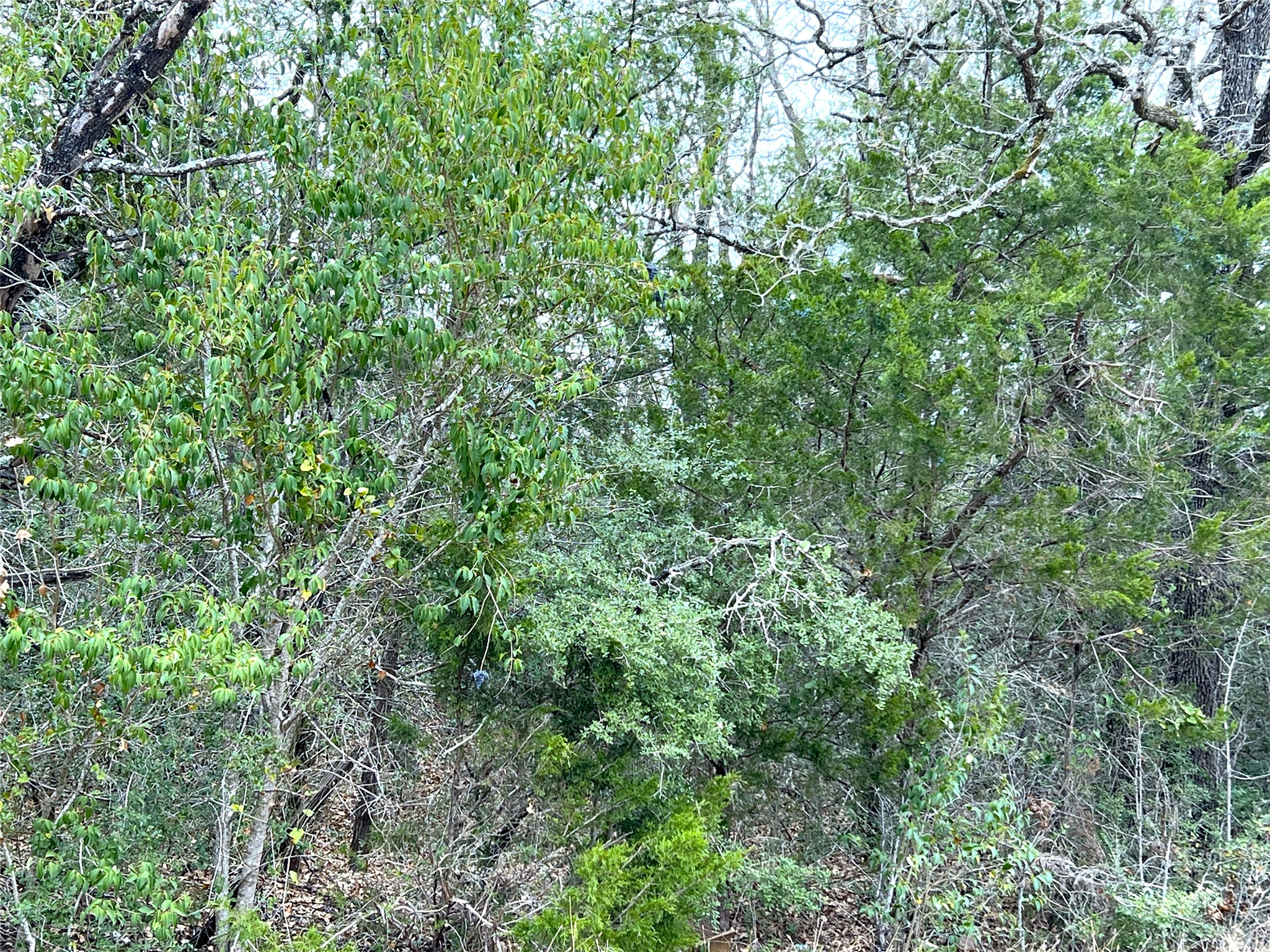 0 B J B J Mayes Road Bastrop, TX 78602 - Photo 30 of 32 a view of a lush green forest