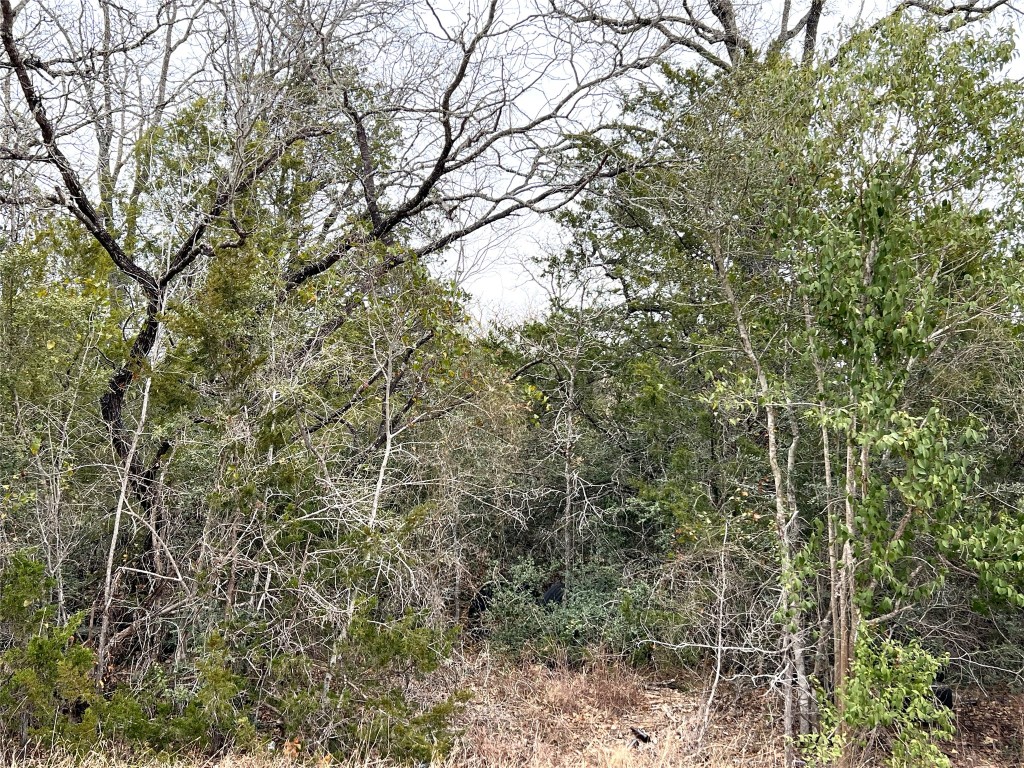 0 B J B J Mayes Road Bastrop, TX 78602 - Photo 31 of 32 a view of a forest with lots of bushes