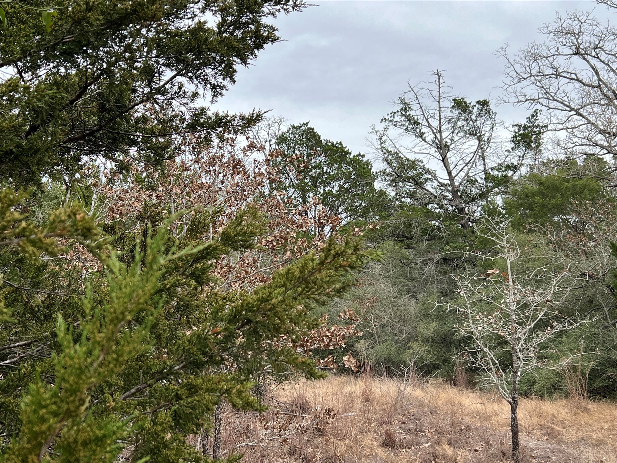 0 B J B J Mayes Road Bastrop, TX 78602 - Photo 8 of 32 a view of a forest with lots of trees