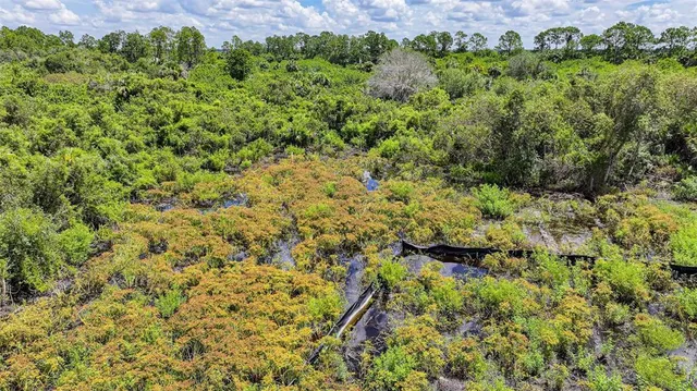 a view of a lush green forest