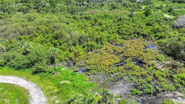 a view of a lush green forest with a tree
