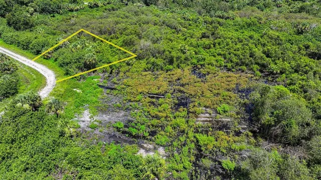 a view of a lush green forest