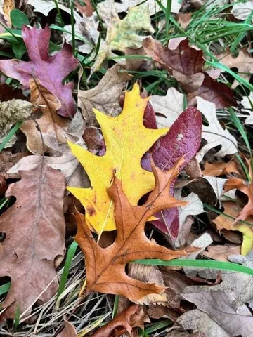 $895,000 | 36131 West 130th Street, Rayville, MO 64084