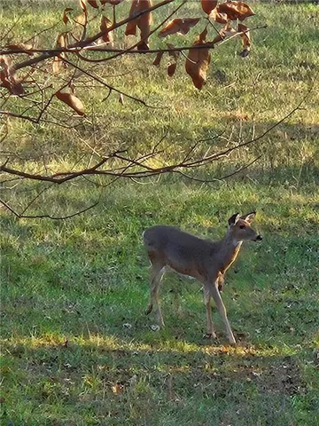 $895,000 | 36131 West 130th Street, Rayville, MO 64084