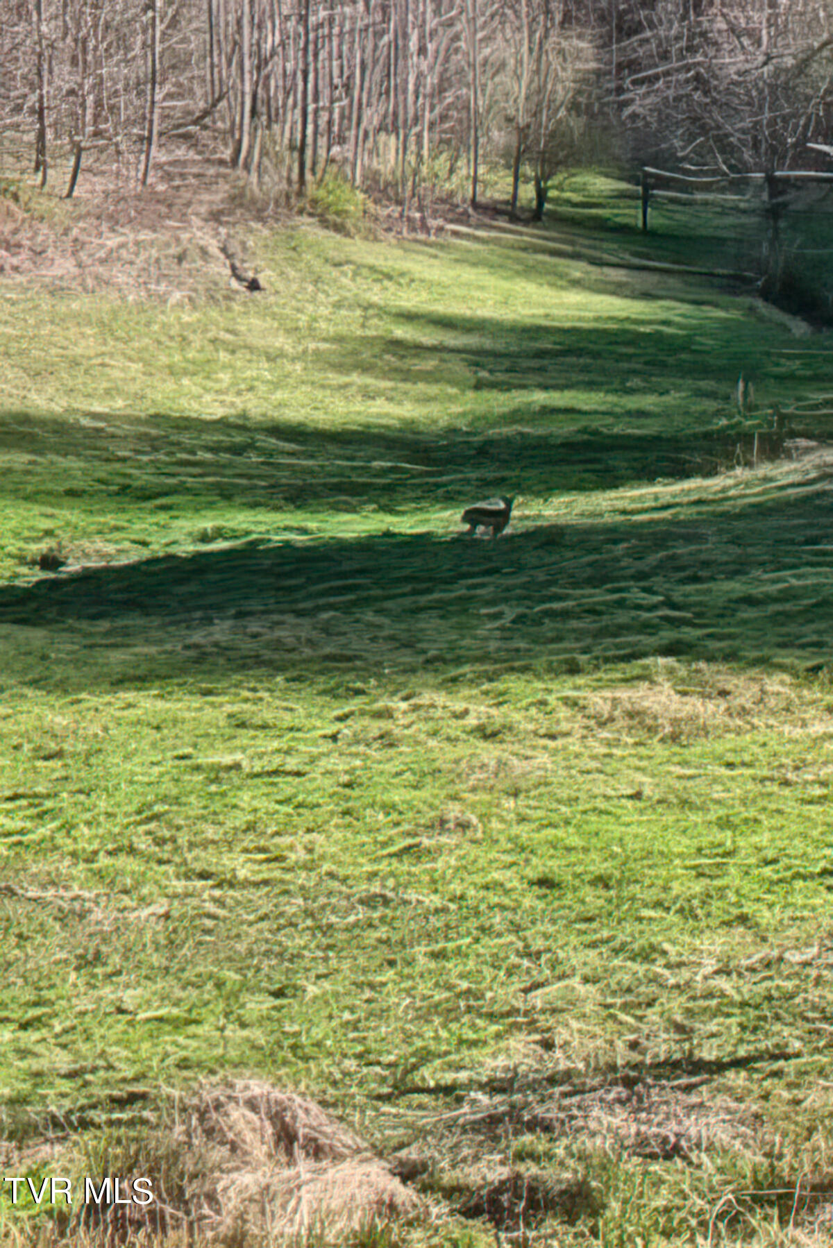 Tbd Miller Road Trade, TN 37691 - Photo 39 of 55 TBD Miller Rd-44