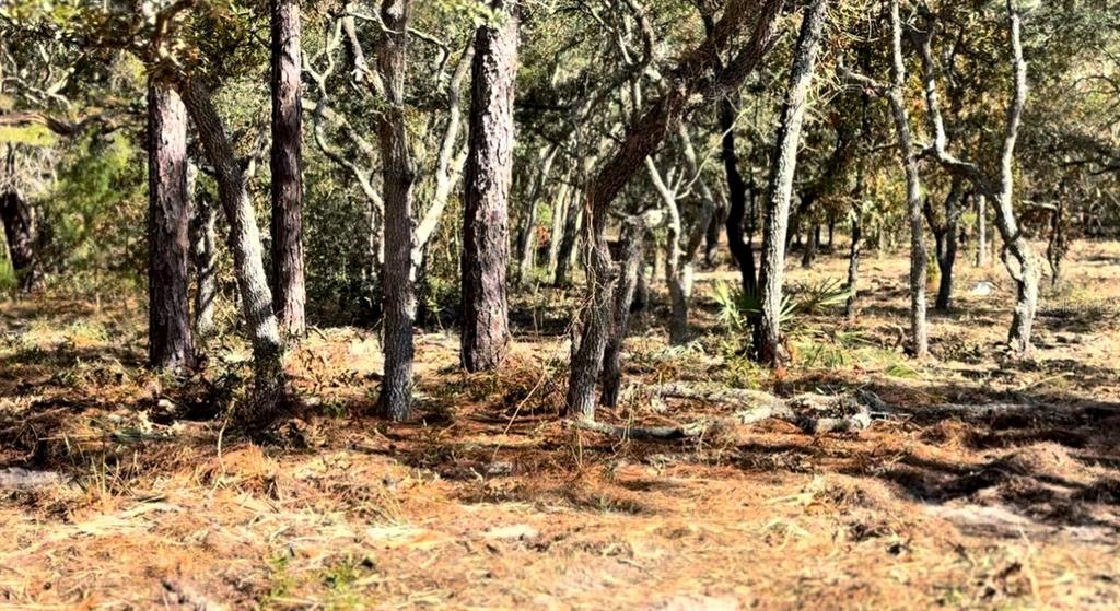 Masked Duck Road Brooksville, FL 34614 - Photo 2 of 4 a view of covered with snow