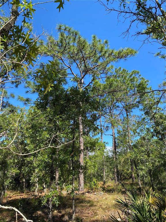 Masked Duck Road Brooksville, FL 34614 - Photo 3 of 4 a view of a tree