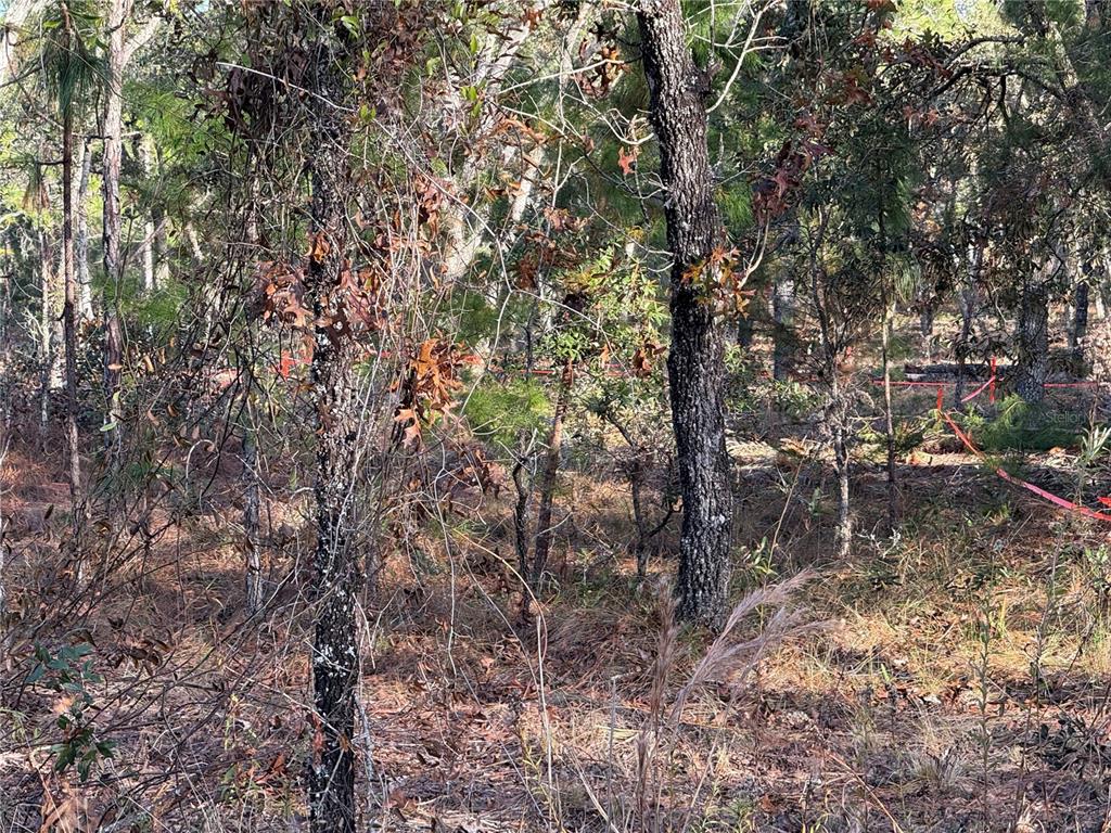 Masked Duck Road Brooksville, FL 34614 - Photo 4 of 4 a view of a tree