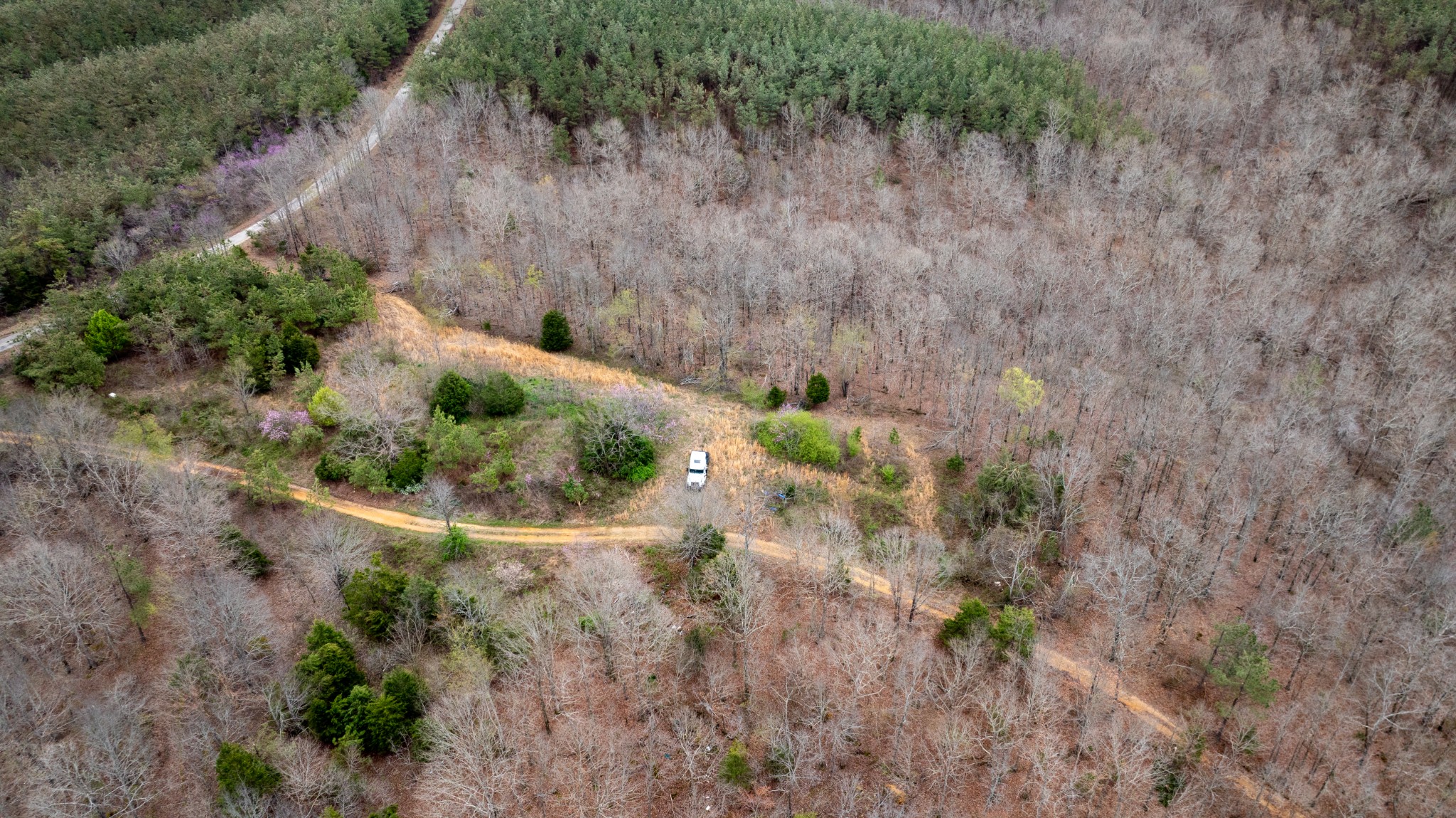 8072 Old Hohenwald Road Linden, TN 37096 - Photo 5 of 7 a view of plant in middle of green field