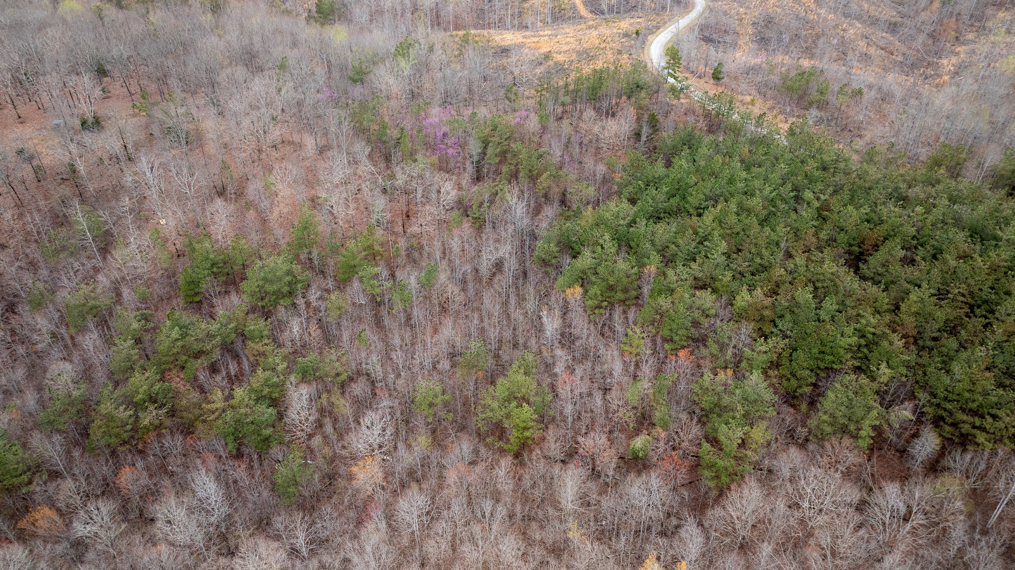 8072 Old Hohenwald Road Linden, TN 37096 - Photo 6 of 7 a view of a forest with trees