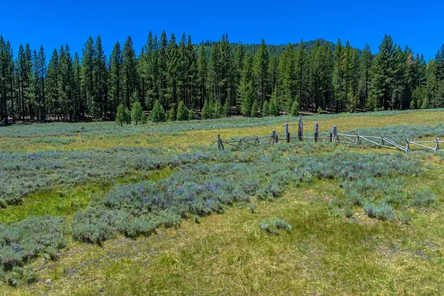 a view of a grassy field with trees in the background