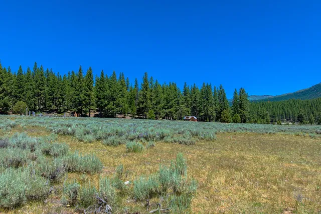 a view of a field with trees in the background