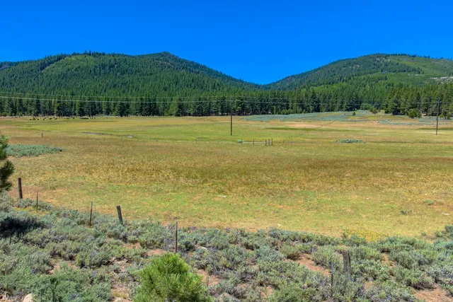 a view of a field with an tree