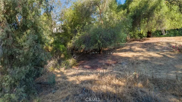 a view of a forest with trees in the background