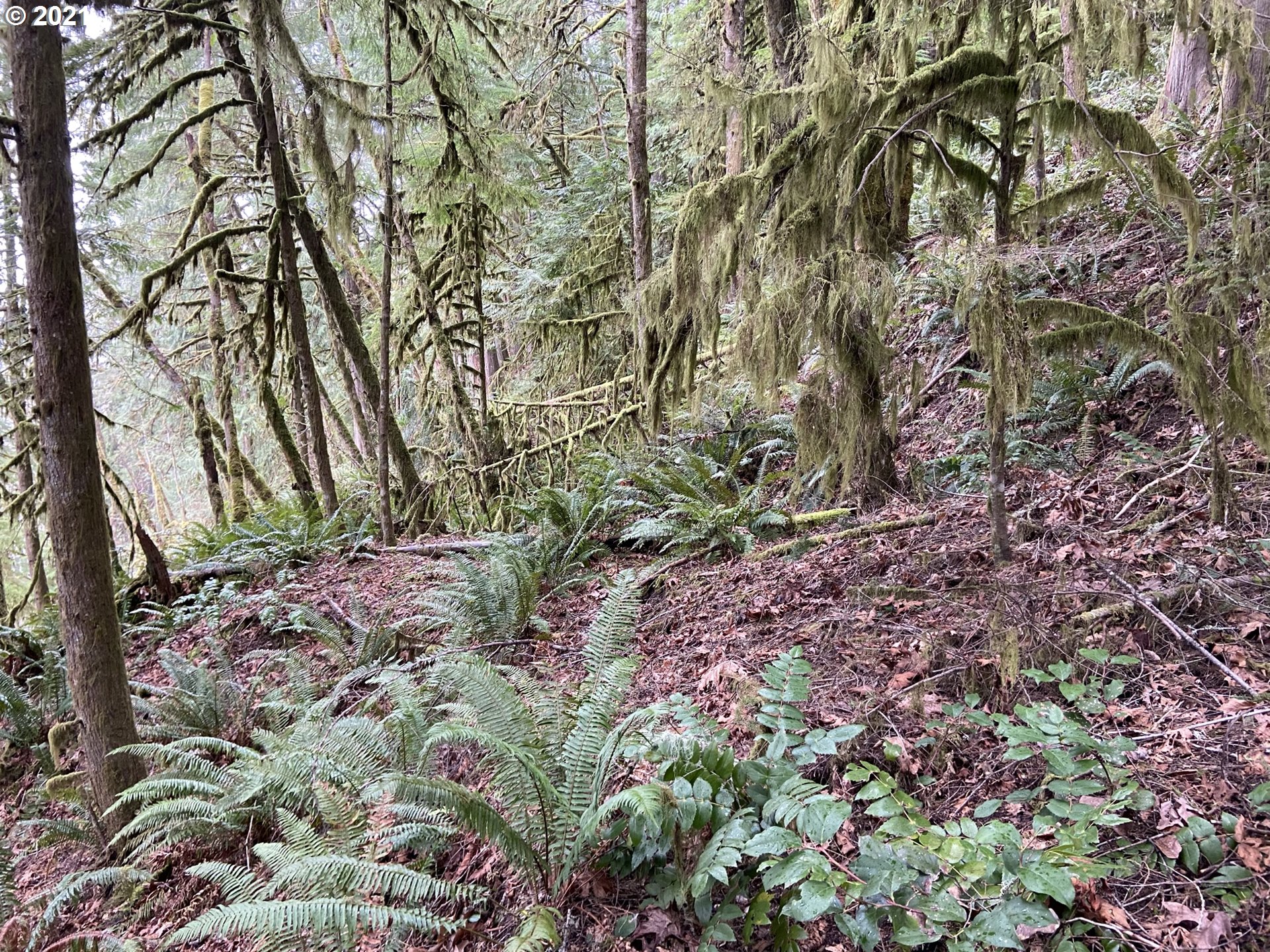 41346 Deerhorn Road Springfield, OR 97478 - Photo 25 of 29 Gallery Image 25