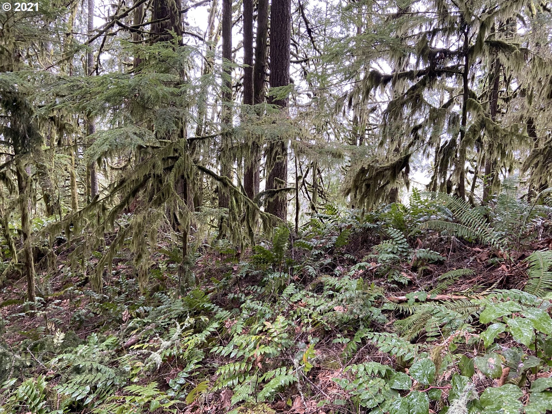 41346 Deerhorn Road Springfield, OR 97478 - Photo 27 of 29 Gallery Image 27