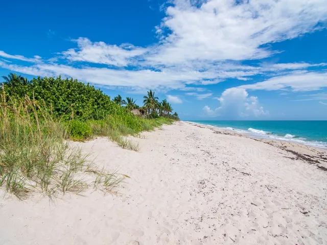a view of an ocean with palm trees