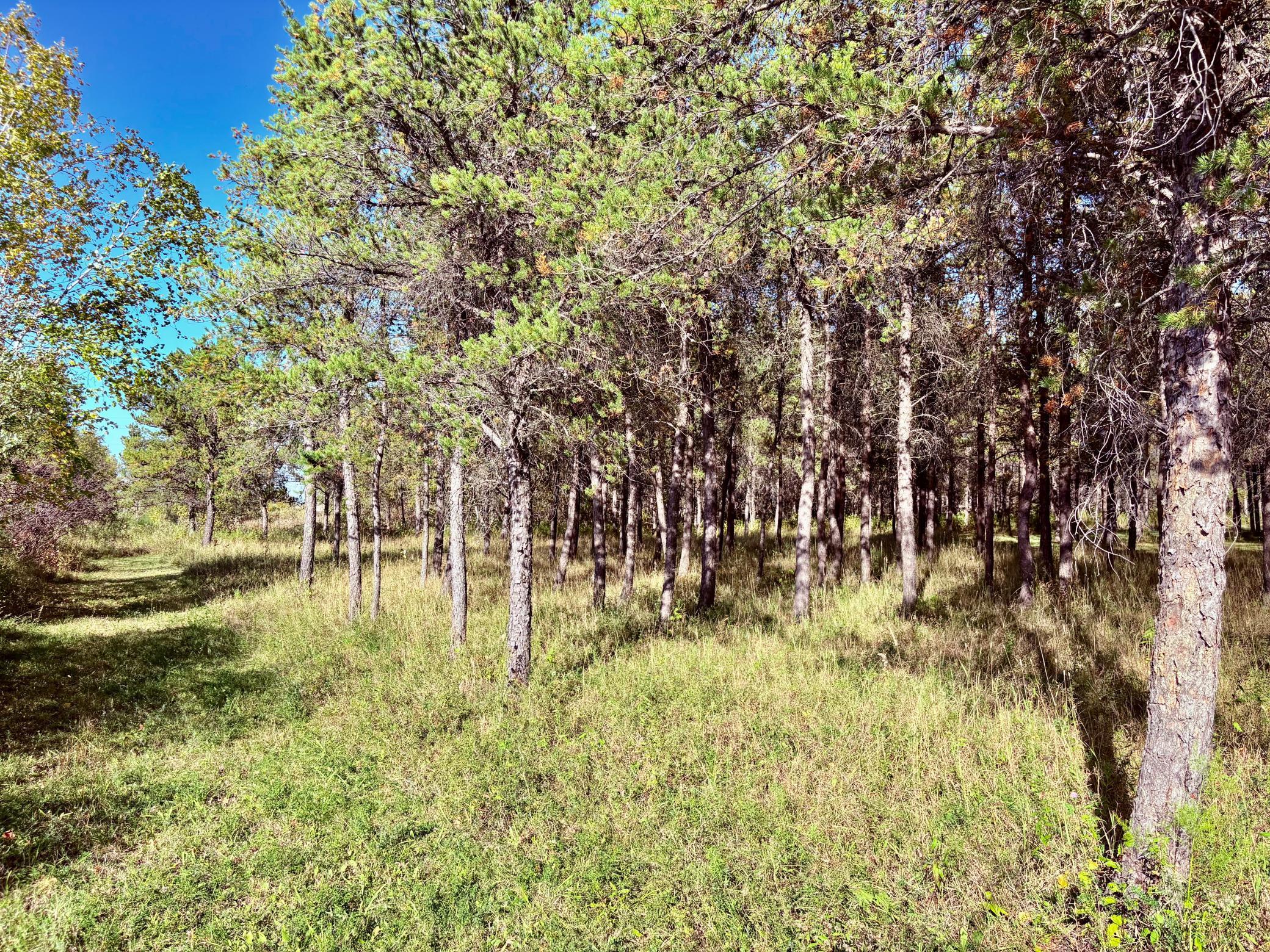 541 Wilderness Avenue Williams, MN 56686 - Photo 23 of 45