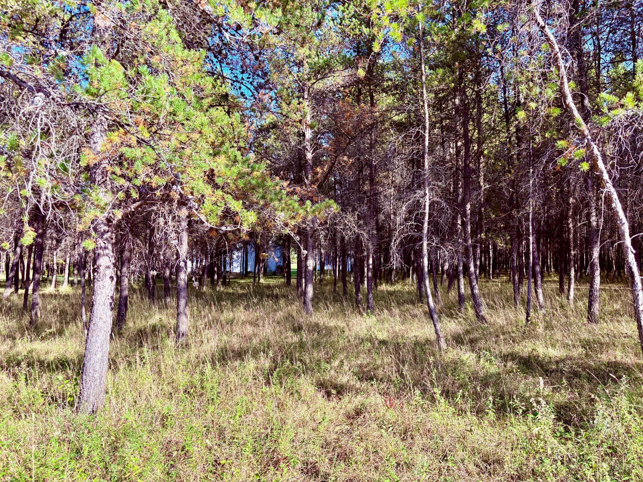 541 Wilderness Avenue Williams, MN 56686 - Photo 24 of 45