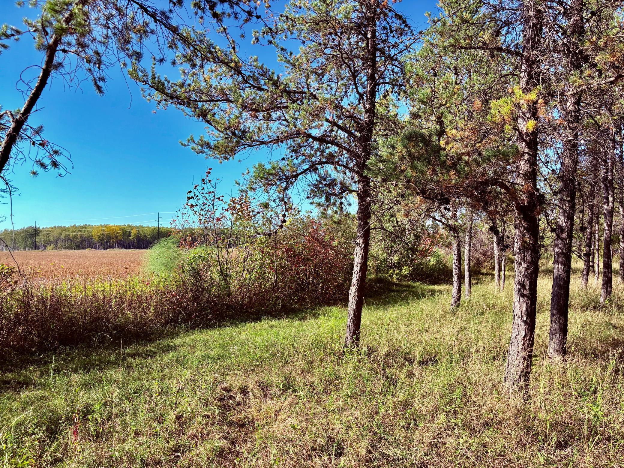 541 Wilderness Avenue Williams, MN 56686 - Photo 25 of 45