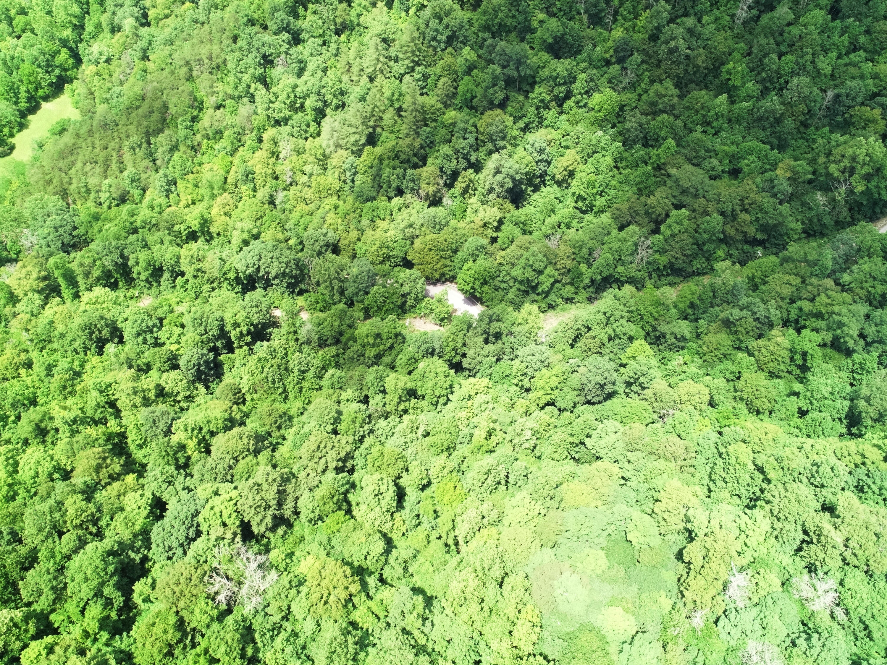5080 Tipton Ridge Road Ravenna, KY 40472 - Photo 12 of 20 Heavily forested!