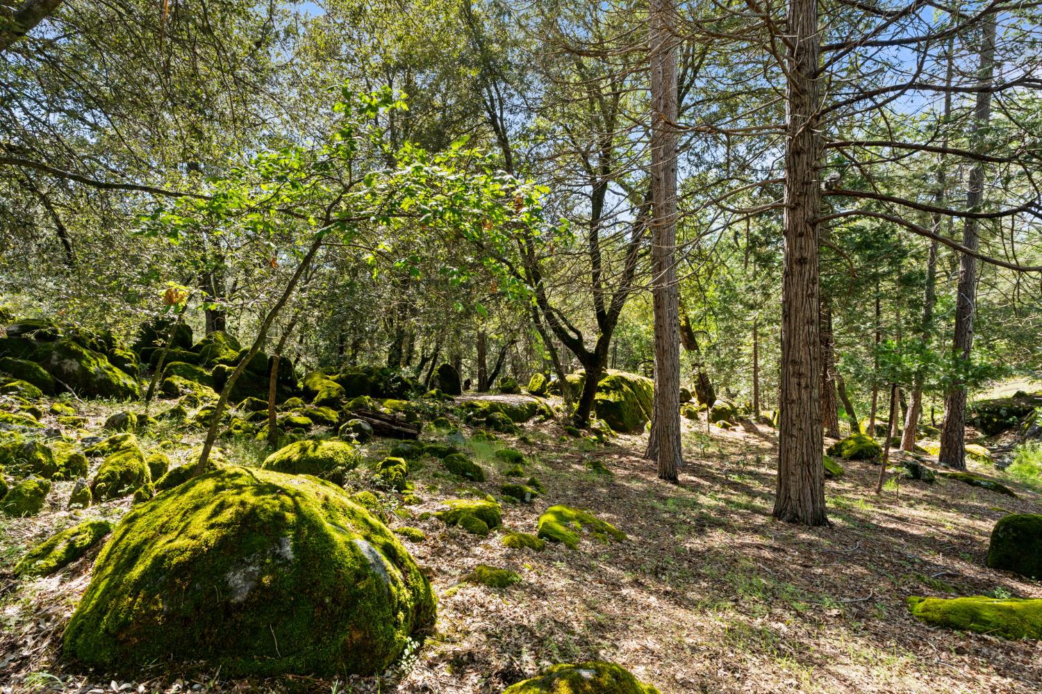 36556 Mudge Ranch Road Coarsegold, CA 93614 - Photo 45 of 73