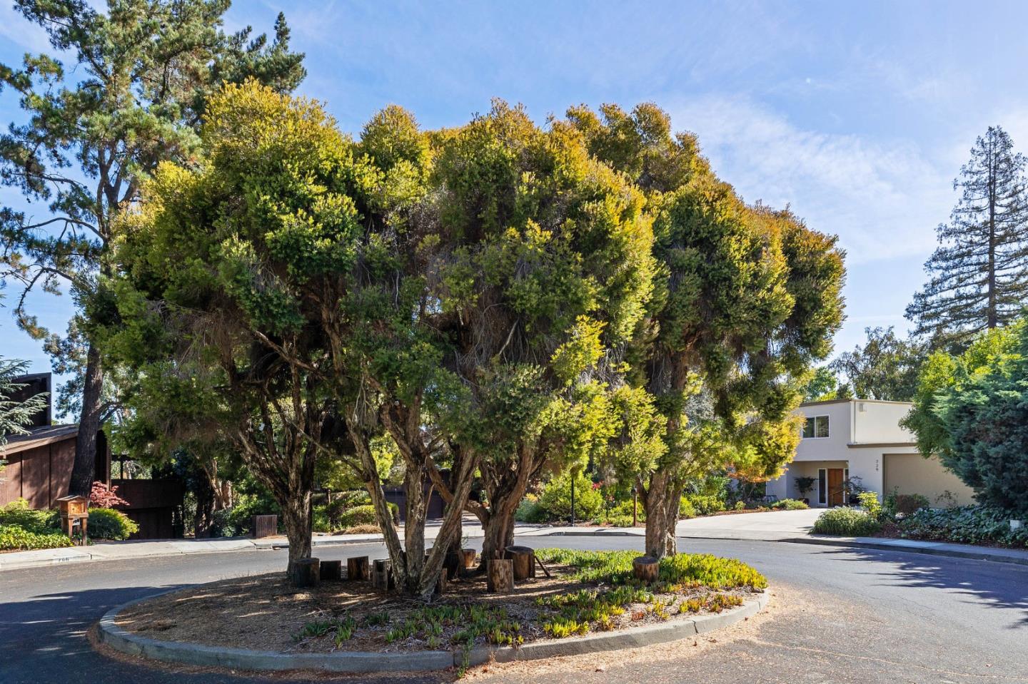 729 Tolman Drive Stanford, CA 94305 - Photo 44 of 48 a tree in the middle of a yard