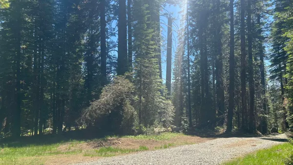 a street view with couple of trees
