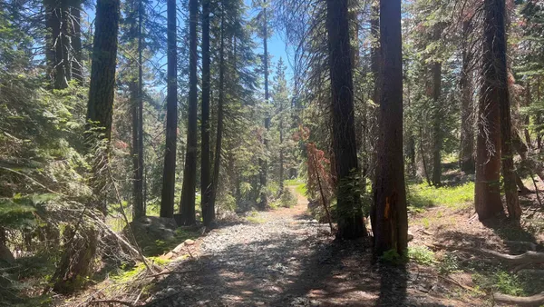 a pathway of a yard