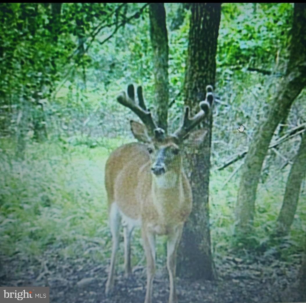 Lot 1 Benson Road Lincoln, DE 19960 - Photo 4 of 17 Beautiful wildlife!